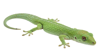 Isolated Green Gecko