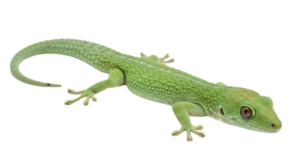Isolated Green Gecko