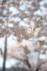 cherry blossom, sakura, spring flowers