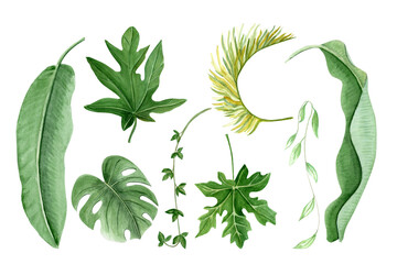 Papaya, monstera, palm leaf watercolor illustration set isolated on white. Hand drawn tropical nature design elements, sketch style. Perfect for cards, posters, decor, eco design. Green plant clipart