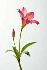 Fototapeta premium The flower's delicate stem against a white background, branch, nature