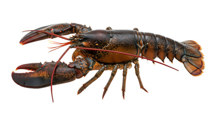 Isolated Lobster