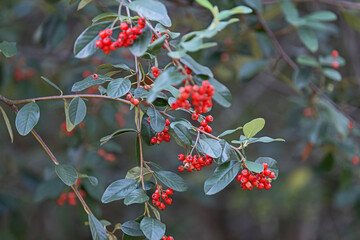 red berries of cotoneaster glaucophyllus