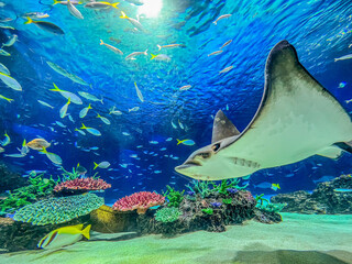 カラフルに彩られた海の下の世界