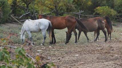 Fototapeta premium Horses grazing in the dry field near Belogorsk, Crimea