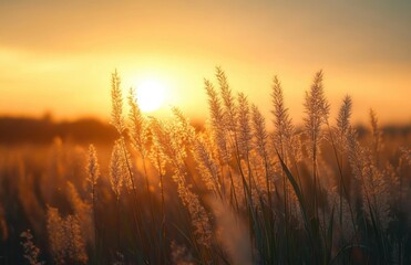 Serene Sunset Landscape with Backlit Grasses and Warm Autumn Hues
