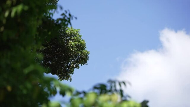Sky and Tree Shift Focus