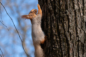 Squirrel with red and grey fur in a city park in spring