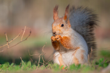 Squirrel with red and grey fur in a city park in spring