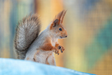Squirrel with red and grey fur in a city park in spring