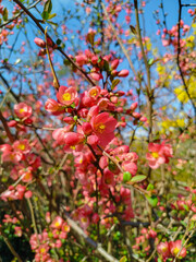 Branch of pink flowers. Chaenomeles speciosa.