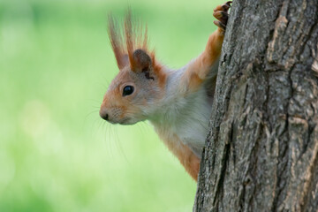 Squirrel with red and grey fur in a city park in spring