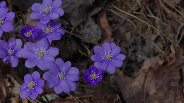 Flower - Anemone americana.
A purple flower sways in the wind.
Macro shot.