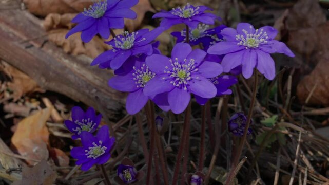 Flower - Anemone americana.
A purple flower sways in the wind.
Macro shot.