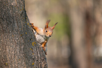 Squirrel with red and grey fur in a city park in spring