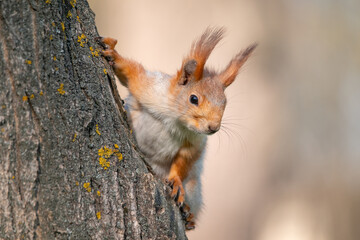 Squirrel with red and grey fur in a city park in spring