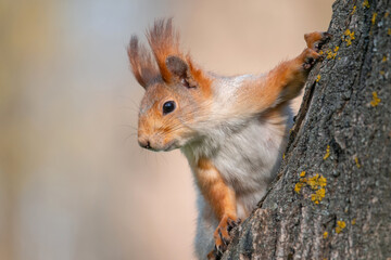 Squirrel with red and grey fur in a city park in spring