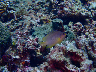 A small fish against the backdrop of a dead coral reef. A lonely fish swims over a dead coral reef underwater.