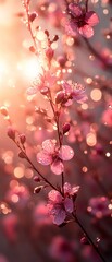 Fototapeta premium Pink blossoms on branches with sunlight in background create a soft dreamy effect.