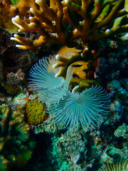 White marine worm. Marine bristleworm Bispira on a coral reef underwater.