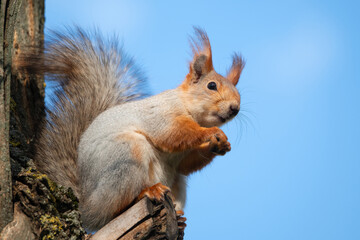 Squirrel with red and grey fur in a city park in spring
