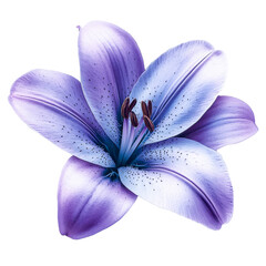 purple lily flower isolated on black