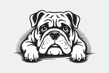 bulldog illustration vector