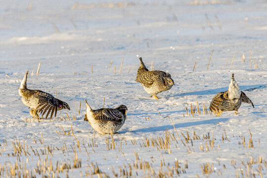 Sharp-tailed grouse lek on a snowy stubble field in rural Saskatchewan, Canada
