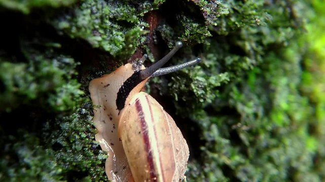 Monachoides vicinus is a type of land snail that lives in humid areas