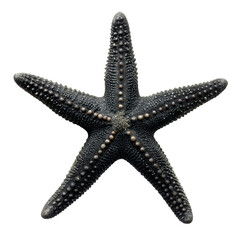 Isolated starfish five arms marine life ocean sea creature aquatic animal close up view on transparent background