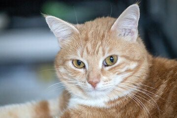 portrait of a red-haired domestic cat