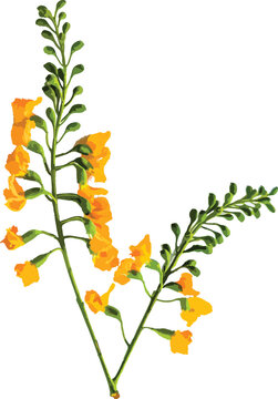 vector illustration of padauk flowers and beautiful buds, Myanmar national flower. For Myanmar water festival (Thingyan).