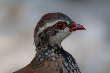 Rothuhn (Alectoris rufa) im Nationalpark Calanques, Frankreich