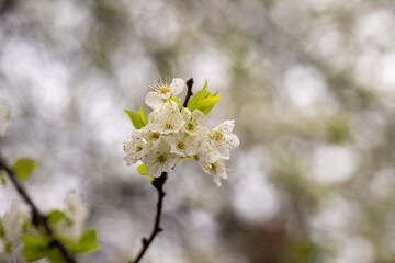 Tree branch with blooming white cherry flowers and fresh green leaves on blurred background. Macro nature photography. Spring blossom and seasonal renewal concept. 