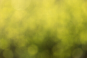 Yellow and green defocused nature background with circular bokeh shapes. Blurred natural texture for design, print and banne
