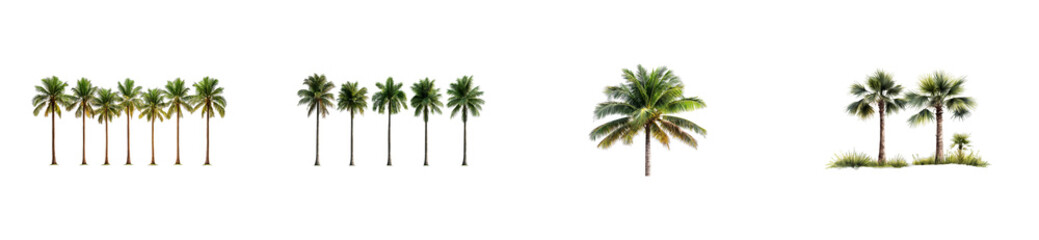 Multiple palm trees with various styles on a transparent background