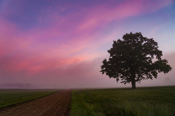 Obraz premium The road through the cereal field at dawn