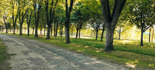 Fototapeta premium Empty park pathway surrounded by lush green trees with sunlight filtering through foliage creating peaceful relaxing outdoor atmosphere