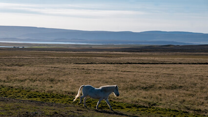 White horse grazes in a vast, Icelandic landscape.