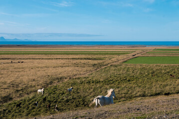 Icelandic horses graze in a vast landscape by the sea.