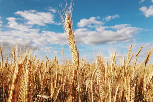 Close-Up Of an ear of wheat growing taller than the rest of the wheat in the field, Belarus