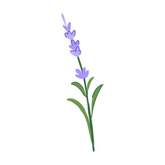 relaxation lavender cartoon vector illustration