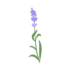 perfume lavender cartoon vector illustration