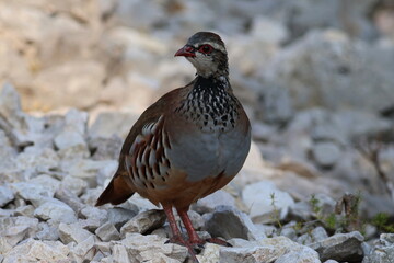 Rothuhn (Alectoris rufa) im Nationalpark Calanques in Frankreich