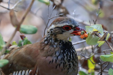 Rothuhn (Alectoris rufa) im Nationalpark Calanques in Frankreich