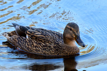 Mallard female duck swimming in the water