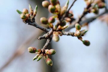 Close-up of several small, round buds on a branch