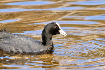 Black coot, swimming in the water