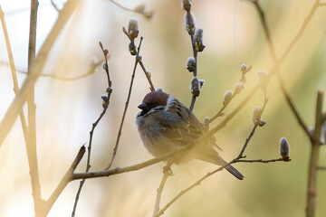 A small Sparrow bird perched on a bare branch
