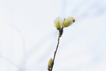 Fototapeta premium Fuzzy white catkins on a slender, brown branch